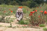 CHIEN FINNOIS DE LAPONIE 446